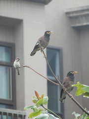 Acridotheres tristis