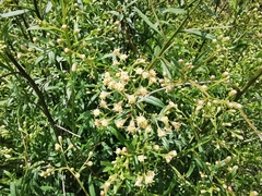 Baccharis thesioides