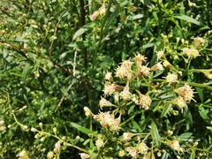 Baccharis thesioides