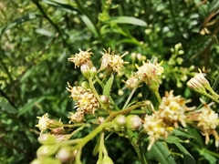 Baccharis thesioides