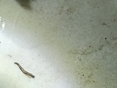 Rhynchodemus sylvaticus