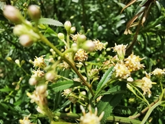 Baccharis thesioides