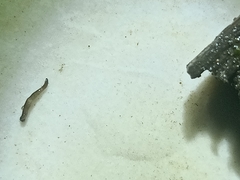 Rhynchodemus sylvaticus