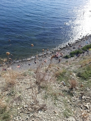 Allium atroviolaceum