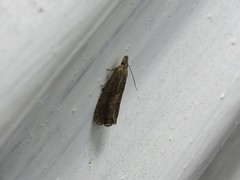 Dichrorampha simpliciana