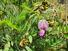 Tephrosia nicaraguensis