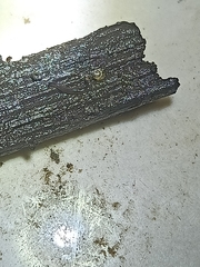 Rhynchodemus sylvaticus