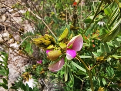 Tephrosia nicaraguensis