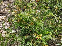 Tephrosia nicaraguensis