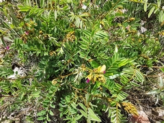 Tephrosia nicaraguensis