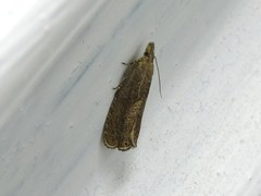 Dichrorampha simpliciana