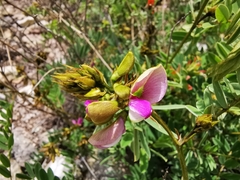 Tephrosia nicaraguensis