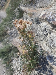 Centaurea salonitana