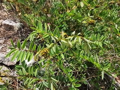 Tephrosia nicaraguensis