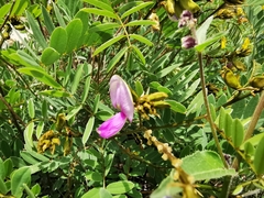 Tephrosia nicaraguensis