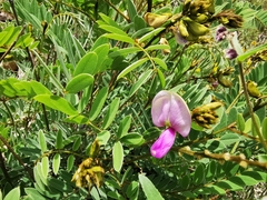 Tephrosia nicaraguensis