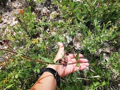 Mirabilis oblongifolia