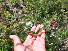 Mirabilis oblongifolia
