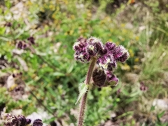 Mirabilis oblongifolia
