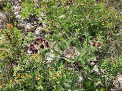 Mirabilis oblongifolia