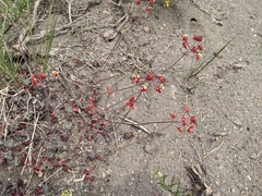 Eriogoneae