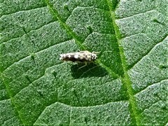 Eupteryx decemnotata