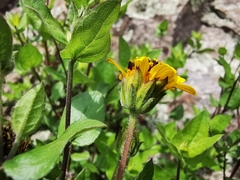 Aldama cordifolia