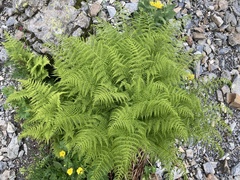 Athyrium distentifolium