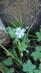 Geranium wakkerstroomianum