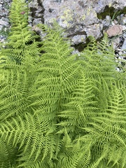 Athyrium distentifolium