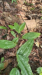 Smilax megacarpa