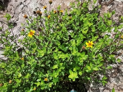 Aldama cordifolia