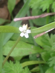 Claytonia parviflora viridis