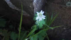 Geranium wakkerstroomianum