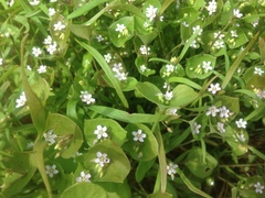 Claytonia parviflora viridis