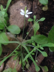 Meconella denticulata
