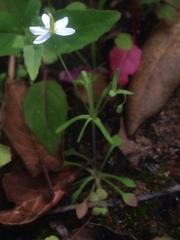 Meconella denticulata