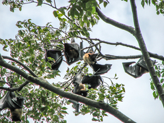Pteropus giganteus