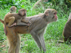 Macaca mulatta