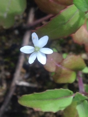 Meconella denticulata