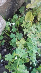 Geranium wakkerstroomianum