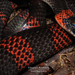 Forest Flame Snake - Photo (c) Daniel Vásquez-Restrepo, some rights reserved (CC BY-NC), uploaded by Daniel Vásquez-Restrepo