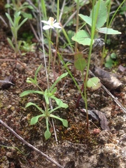 Meconella denticulata