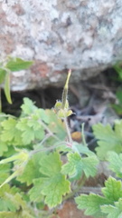 Geranium wakkerstroomianum