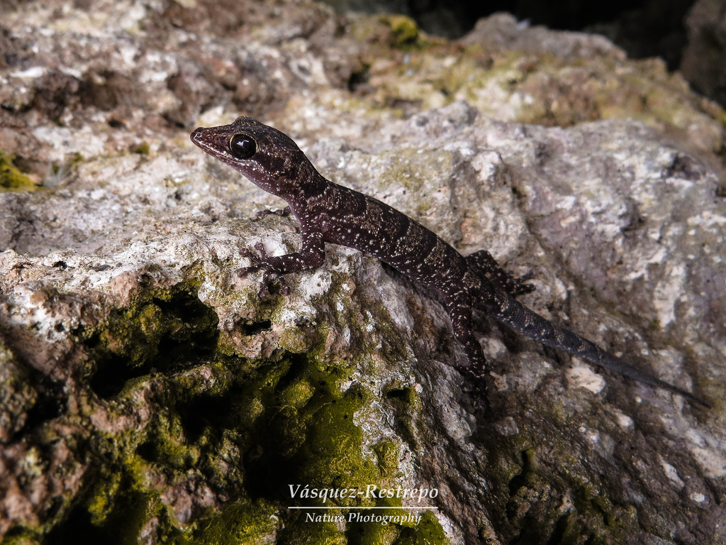 Colombian Leaf-Toed Gecko
