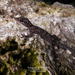 Colombian Leaf-toed Gecko - Photo (c) Daniel Vásquez-Restrepo, some rights reserved (CC BY-NC), uploaded by Daniel Vásquez-Restrepo