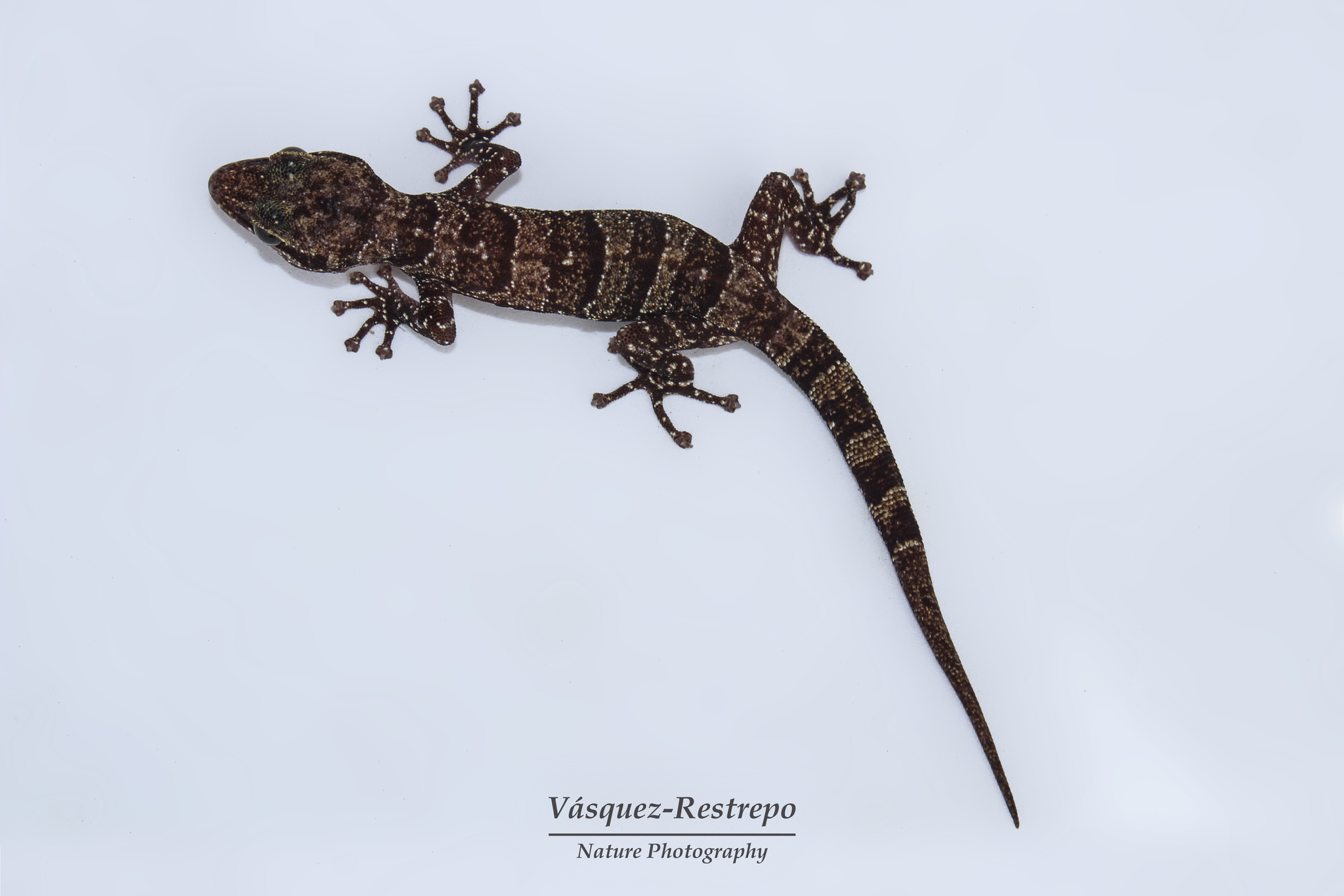Colombian Leaf-Toed Gecko photo 4