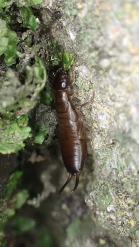 Chelidura pyrenaica