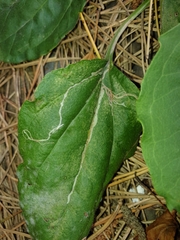 Phytomyza plantaginis