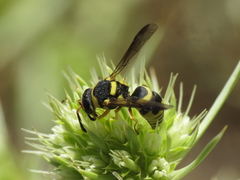 Euodynerus variegatus